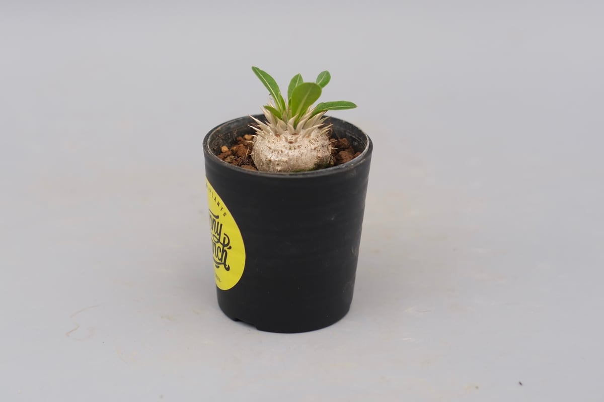 △レア種 現地株 Pachypodium enigmaticum. パキポディウム エニグマチカム 実生株 Pachypodium enigmaticum 004