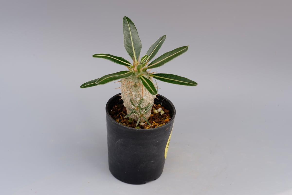 パキポディウム　カクチペス　実生 パキポディウム カクチペス(実生) / Pachypodium rosulatum var.