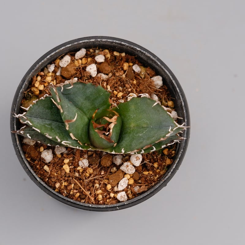 アガベ チタノタ 白鯨 Agave titanota white whale 108 | Su アガベ チタノタ 白鯨 Agave titanota white whale 108 | Su
