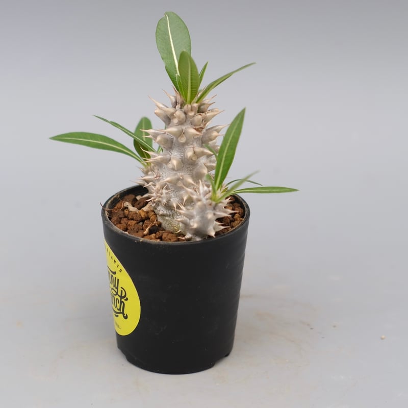 パキポディウム ホロンベンセ 実生株 004 Pachypodium horombense |