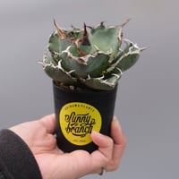 アガベ チタノタ シーザー 子株付き Agave titanota caesar 109 |