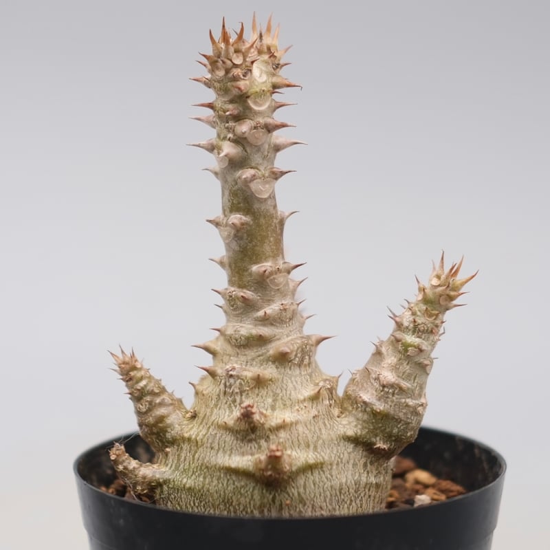 パキポディウム ウィンゾリー 実生株 135 Pachypodium windsorii |