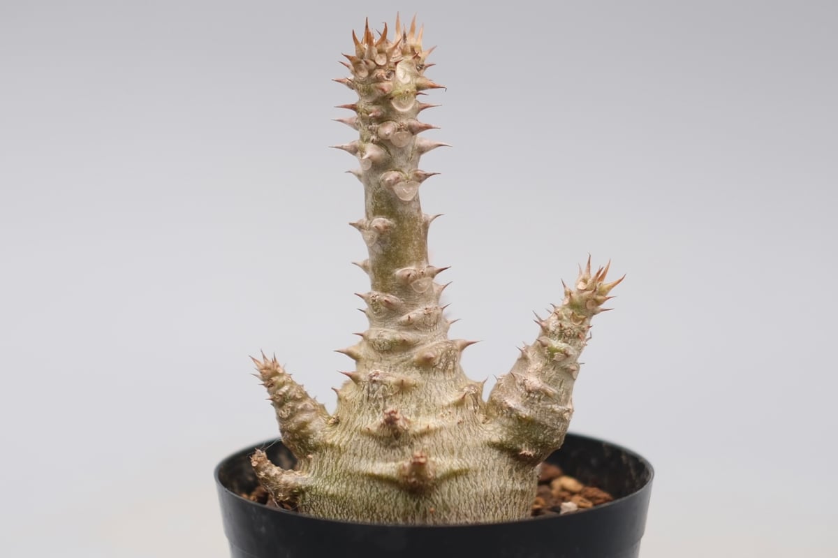 パキポディウム ウィンゾリー 実生株 135 Pachypodium windsorii |