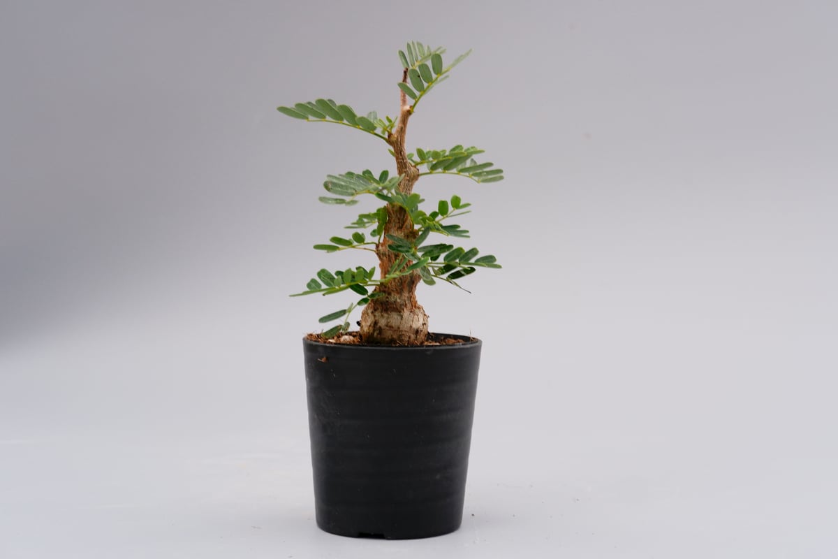 センナ メリディオナリス 実生株 Senna meridionalis 001 | Sunny