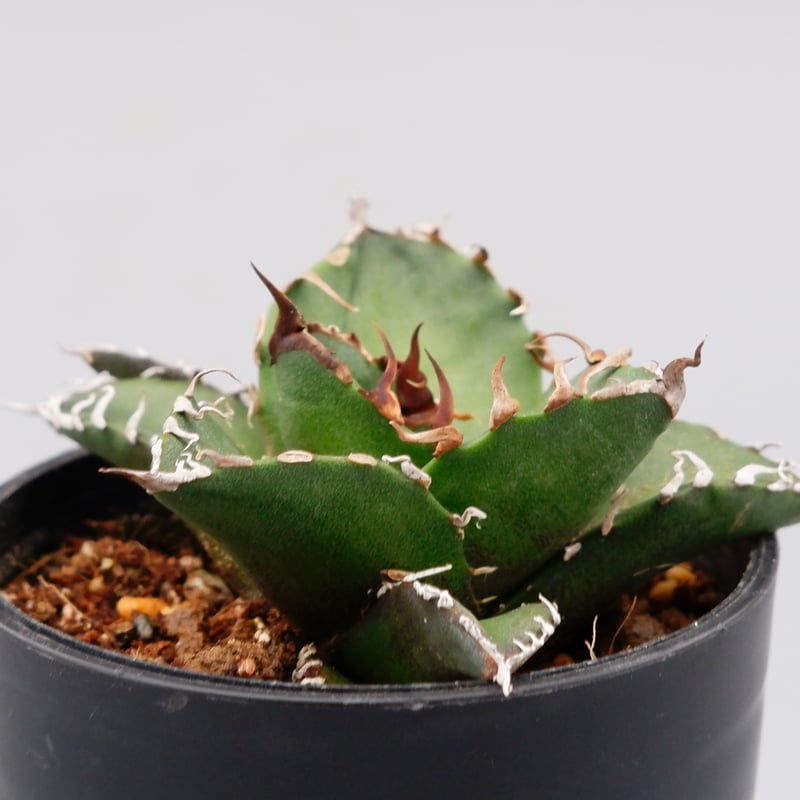 多肉植物 アガベ チタノタ シーザー 小株 5株➕ カニ 小株 5株 発根済 Amazon.co.jp: 多肉植物 アガベ チタノタ シーザー 双頭美株 発