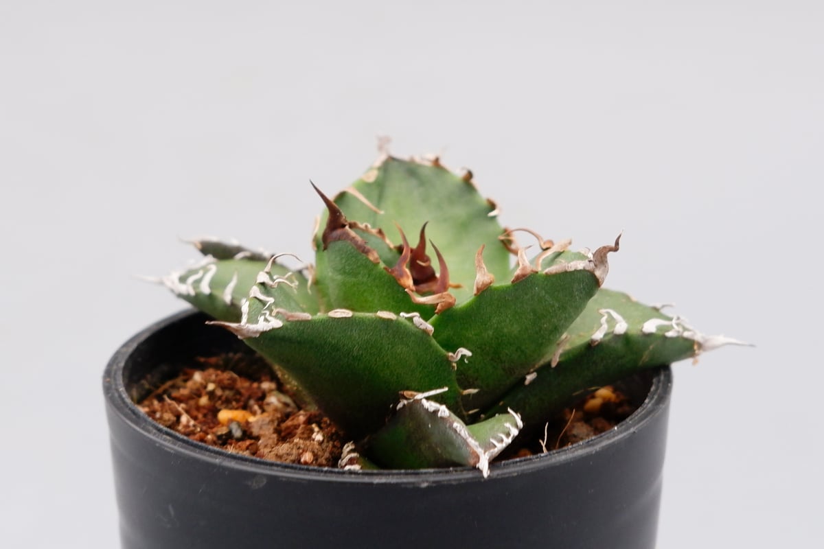 アガベ チタノタ シーザー 子株付き Agave titanota caesar 109