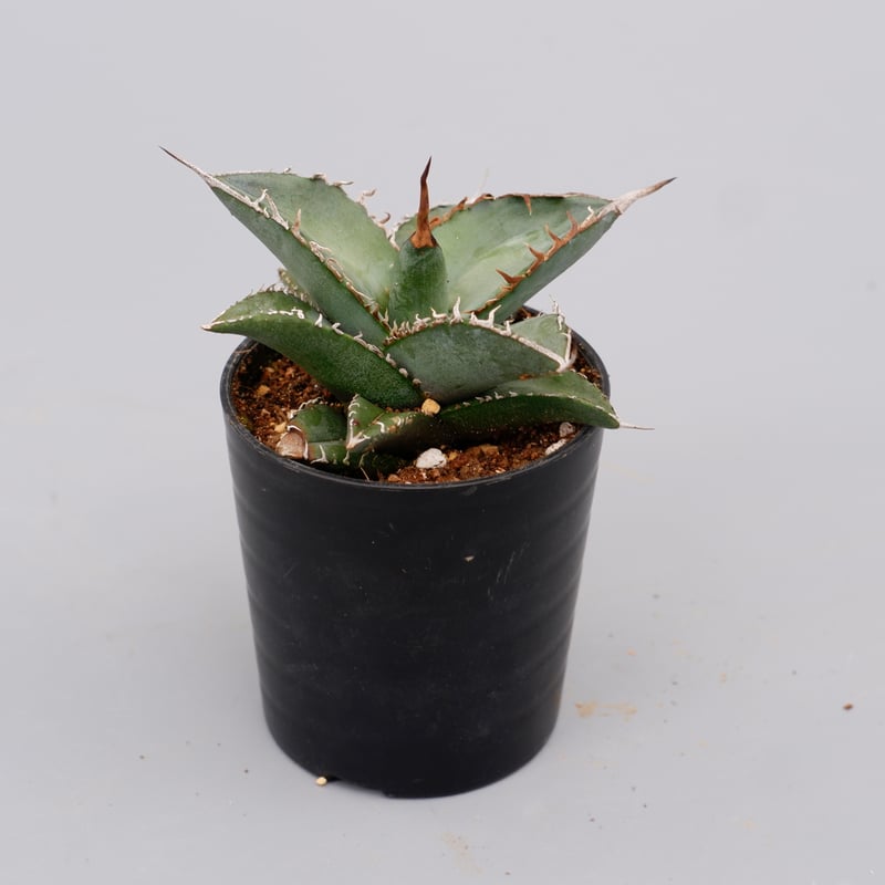 アガベ オテロイ 実生株 Agave oteroi seeding 086 | Sunny