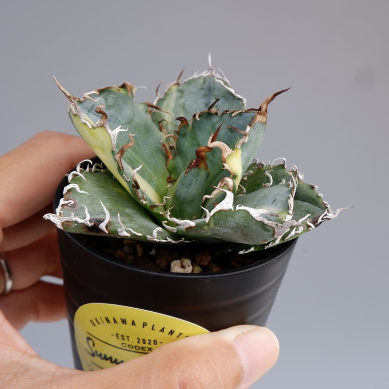 斑入り】アガベ チタノタ 白鯨 Agave titanota white whale 197