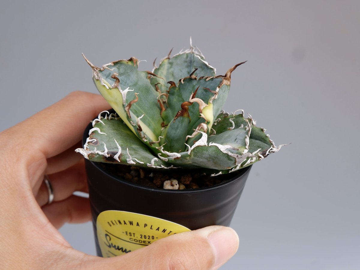 斑入り】アガベ チタノタ 白鯨 Agave titanota white whale 197