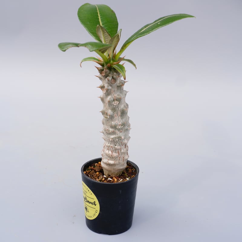 パキポディウム バロニー実生株025 Pachypodium baronii | Sunny