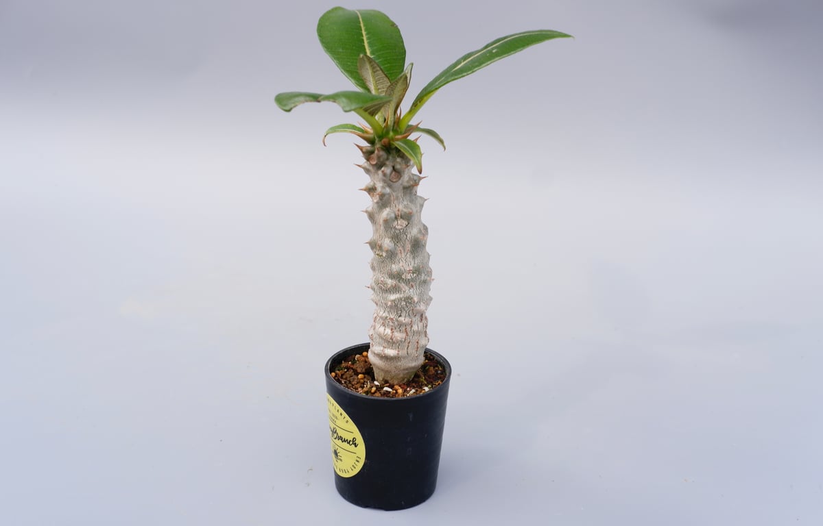 パキポディウム バロニー実生株025 Pachypodium baronii | Sunny