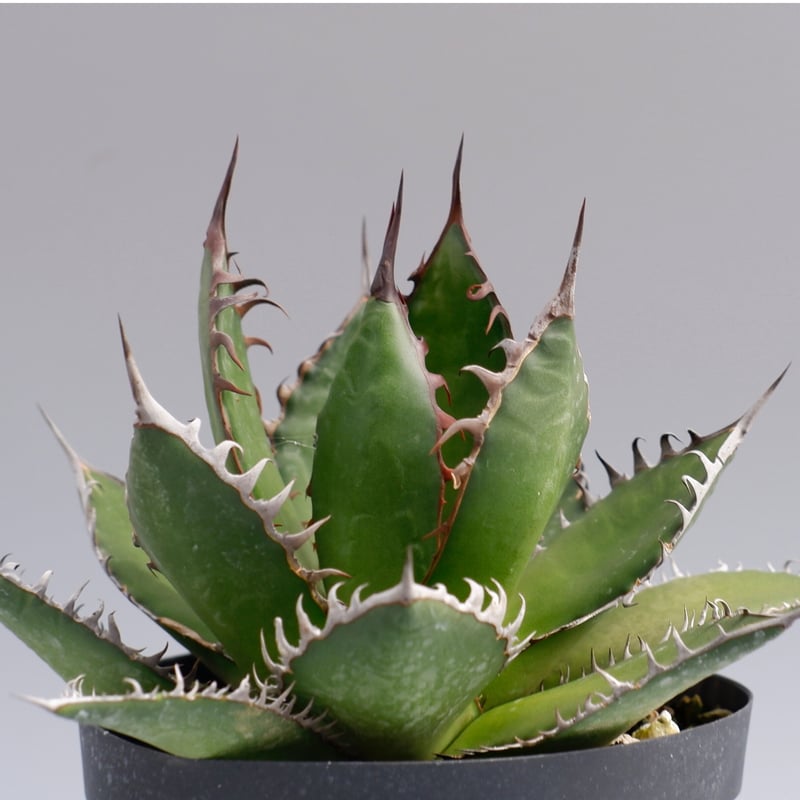 アガベ ホリダ 026 Agave horrida 強棘 | Sunny Branch