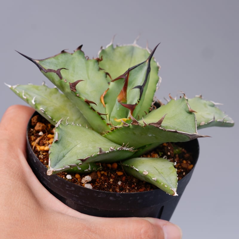 アガベ オテロイ 実生株 Agave oteroi seeding 101 | Sunny アガベ オテロイ 実生株 Agave oteroi seeding 101 | Sunny