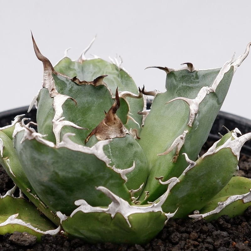 アガベ チタノタ 白鯨 021 Agave titanota white whale | S