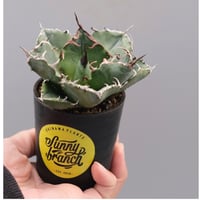 曲刺八雷（八荒殿×雷神 Agave macroacantha × potatorum）八荒雷神