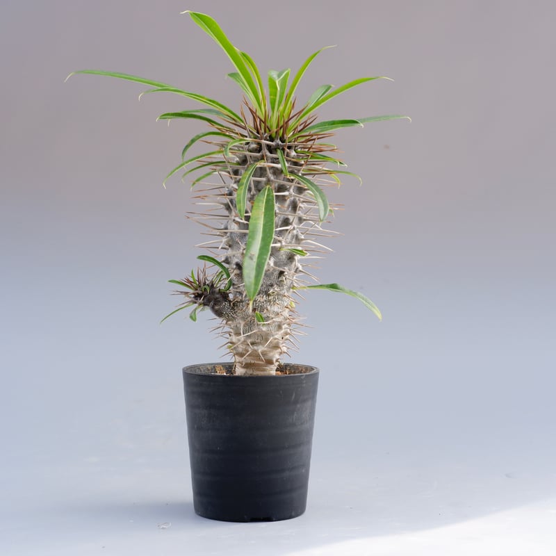 パキポディウム ラメリー実生株 001 Pachypodium lamerei | Sunny