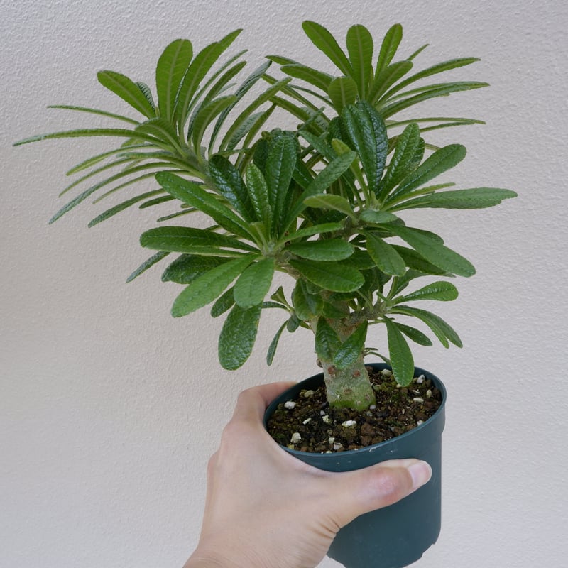 ドルステニア ギガス002 Dorstenia gigas | Sunny Branch