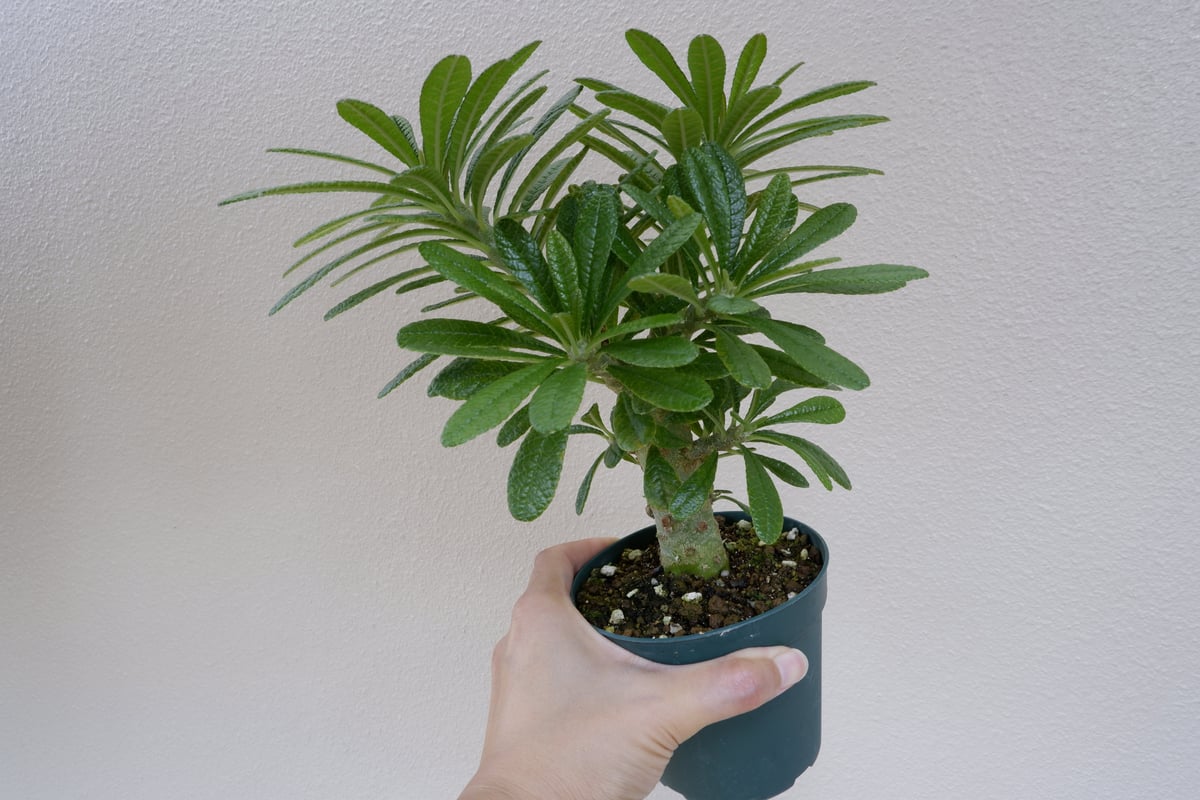 ドルステニア　ギガス(2) 5寸 ドルステニア ギガス002 Dorstenia gigas | Sunny Branch