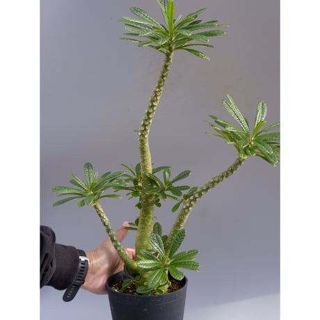 5粒ドルステニアギガスブラータDorstenia gigas bullata Dorstenia