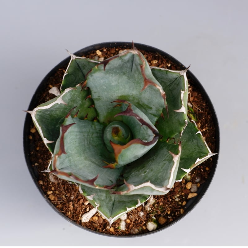 アガベ オテロイ 実生株 Agave oteroi seeding 055 | Sunny