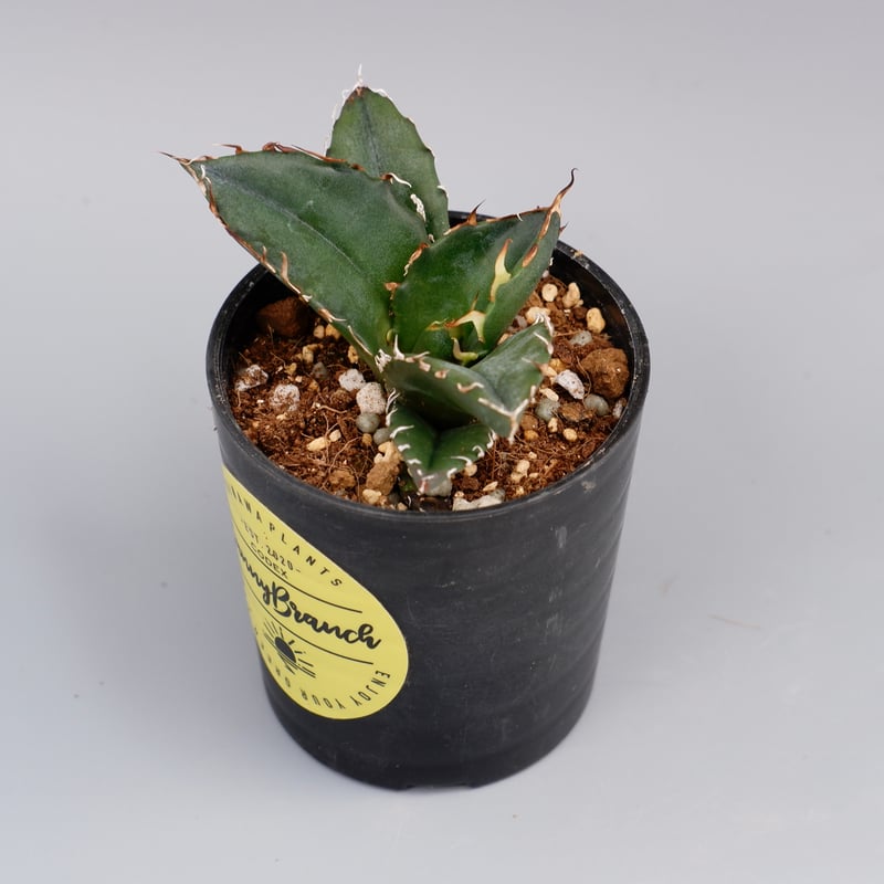 アガベチノチタ　白鯨 アガベ・チタノタ白鯨-007｜agave titanota white whale | Plu