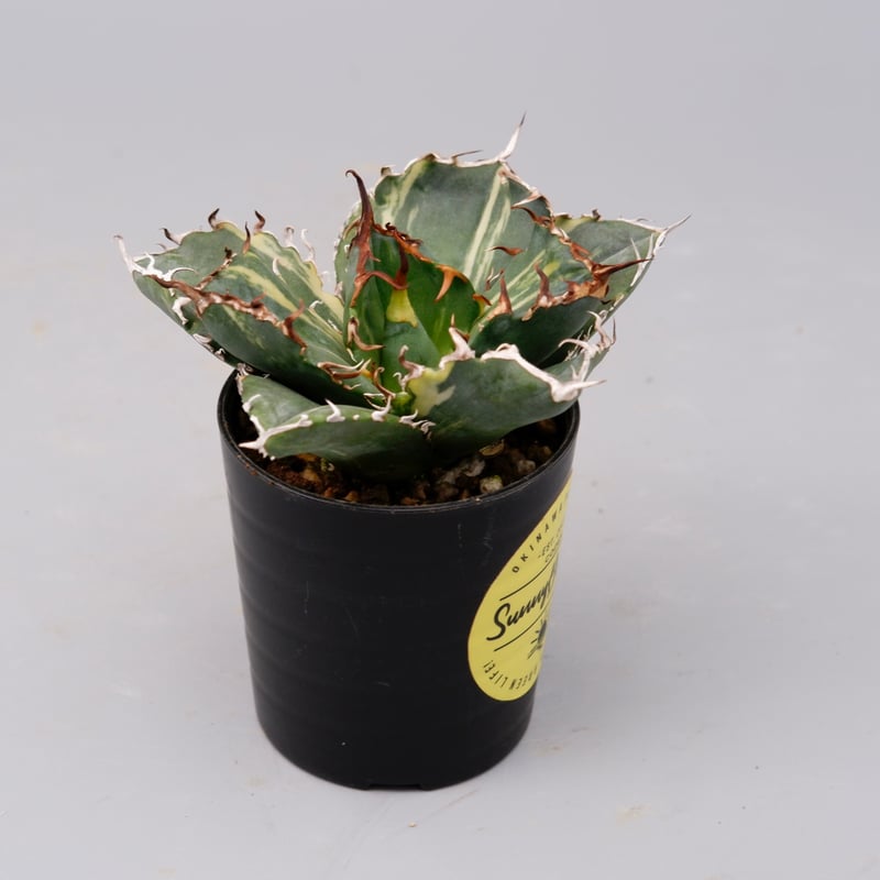 斑入り】アガベ チタノタ 白鯨 Agave titanota white whale 204