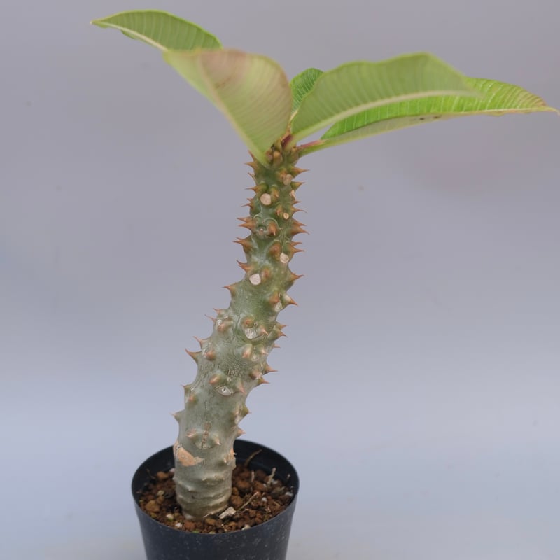 パキポディウム バロニー実生株042 Pachypodium baronii | Sunny