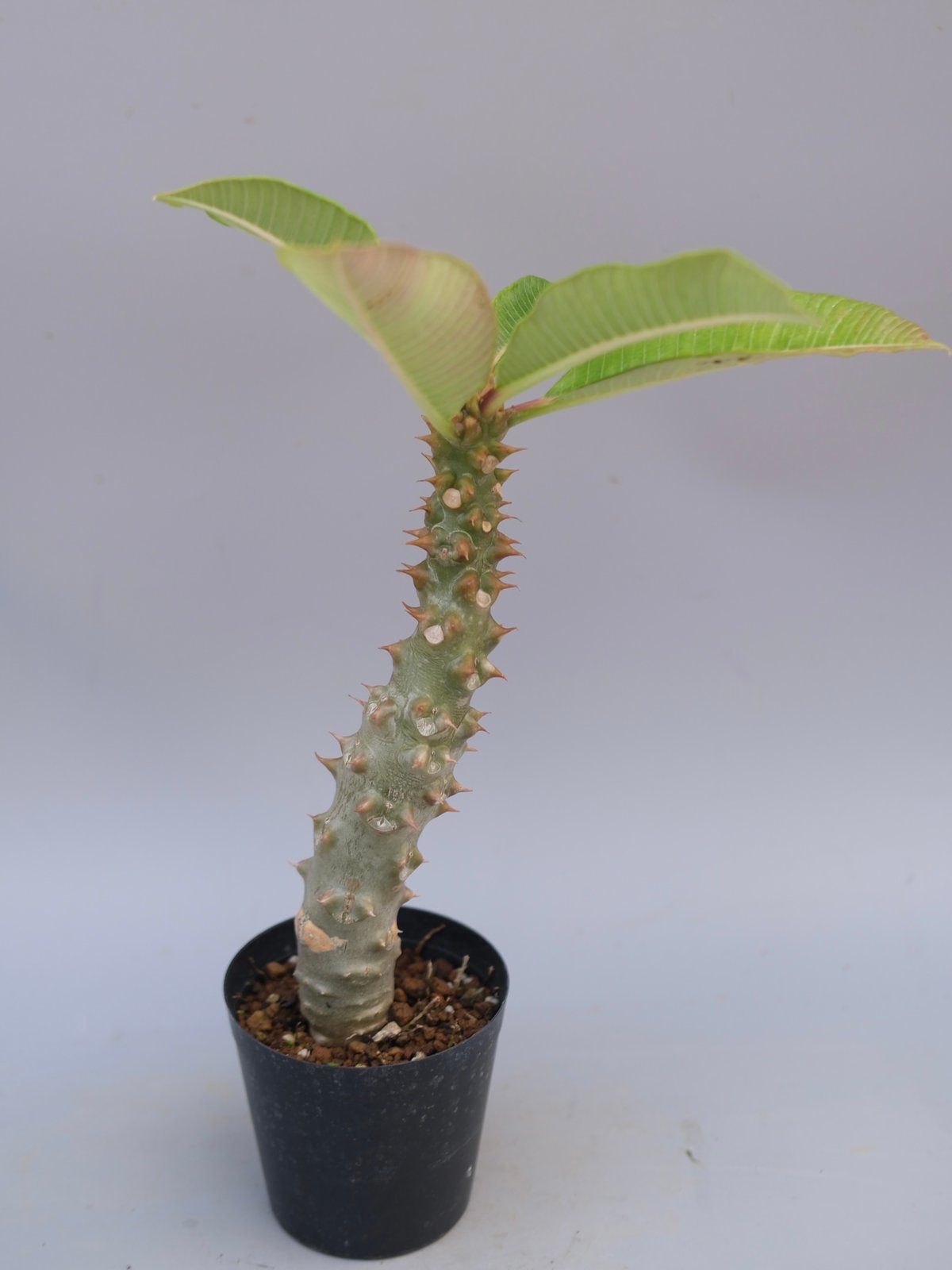 パキポディウム　バロニー　実生株 パキポディウム バロニー実生株042 Pachypodium baronii | Sunny