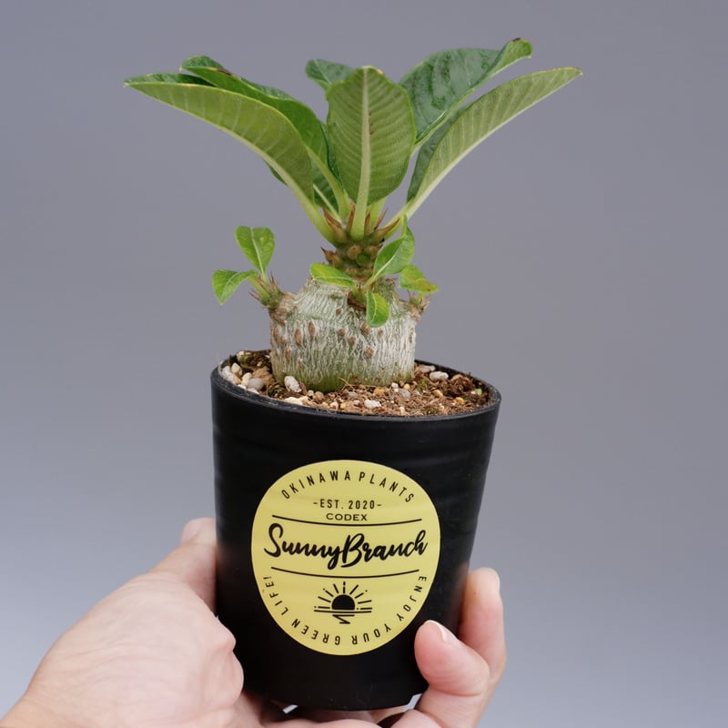 パキポディウム ウィンゾリー 実生株 018 Pachypodium windsorii |  