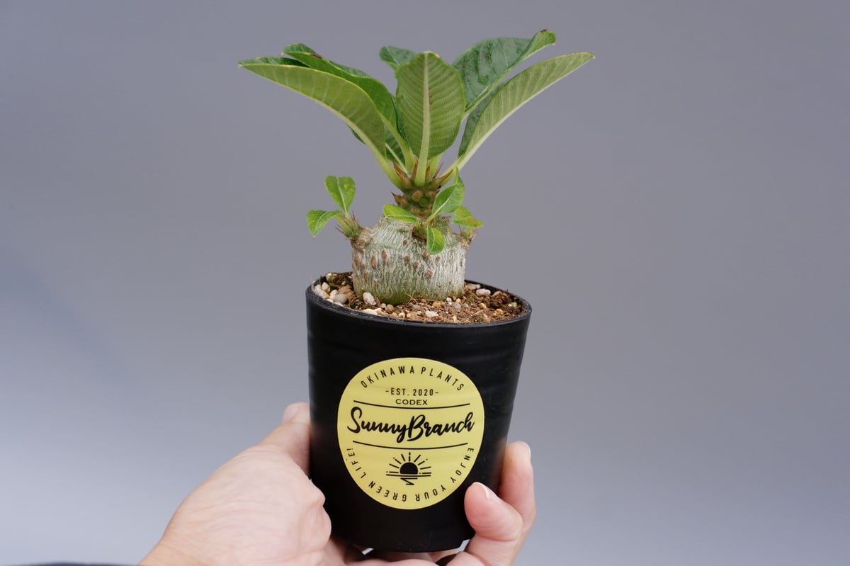 パキポディウム　ウィンゾリー実生　konect fang パキポディウム ウィンゾリー実生 konect fang パキポディウム