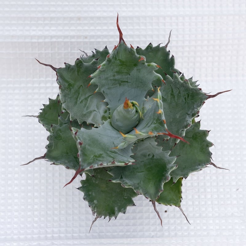 アガベ ポタトラム スポーン005 Agave Potatorum 'SPAWN' | Sun