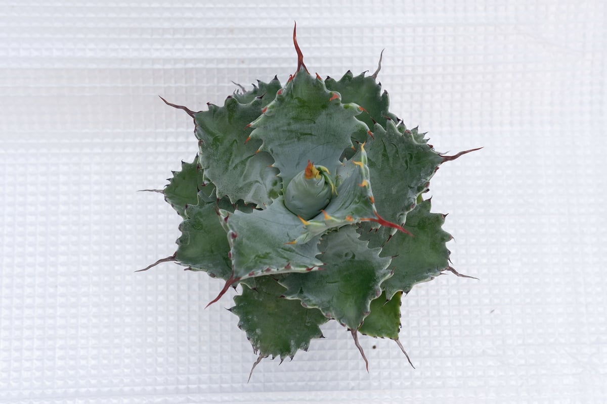 アガベ ポタトラム スポーン005 Agave Potatorum 'SPAWN' | Sun アガベ ポタトラム スポーン005 Agave Potatorum 'SPAWN' | Sun
