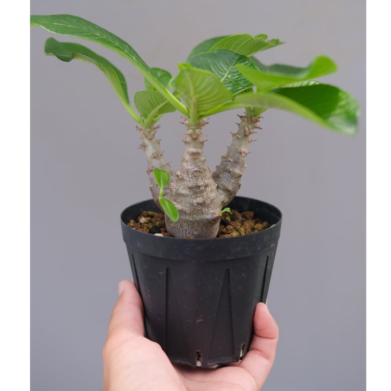 パキポディウム ウィンゾリー 実生株 045 Pachypodium windsorii |