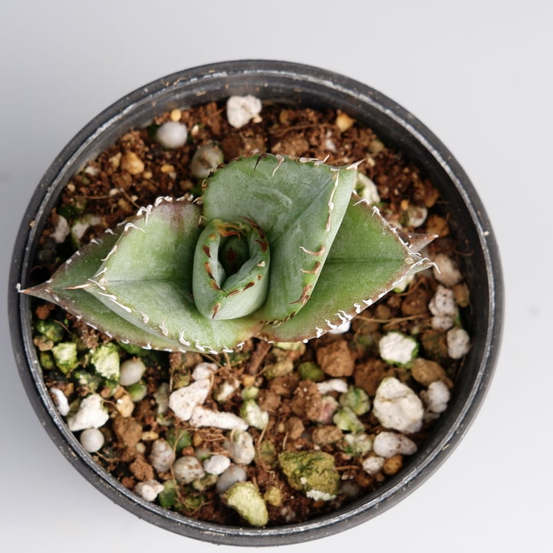 アガベ オテロイ 実生株 Agave oteroi seeding 029 | Sunny