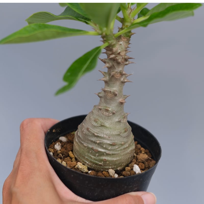 パキポディウム ウィンゾリー 実生株 076 Pachypodium windsorii |