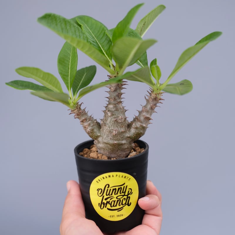 パキポディウム ウィンゾリー　＊総決済セール＊ パキポディウム ウィンゾリー 実生株 060 Pachypodium windsorii