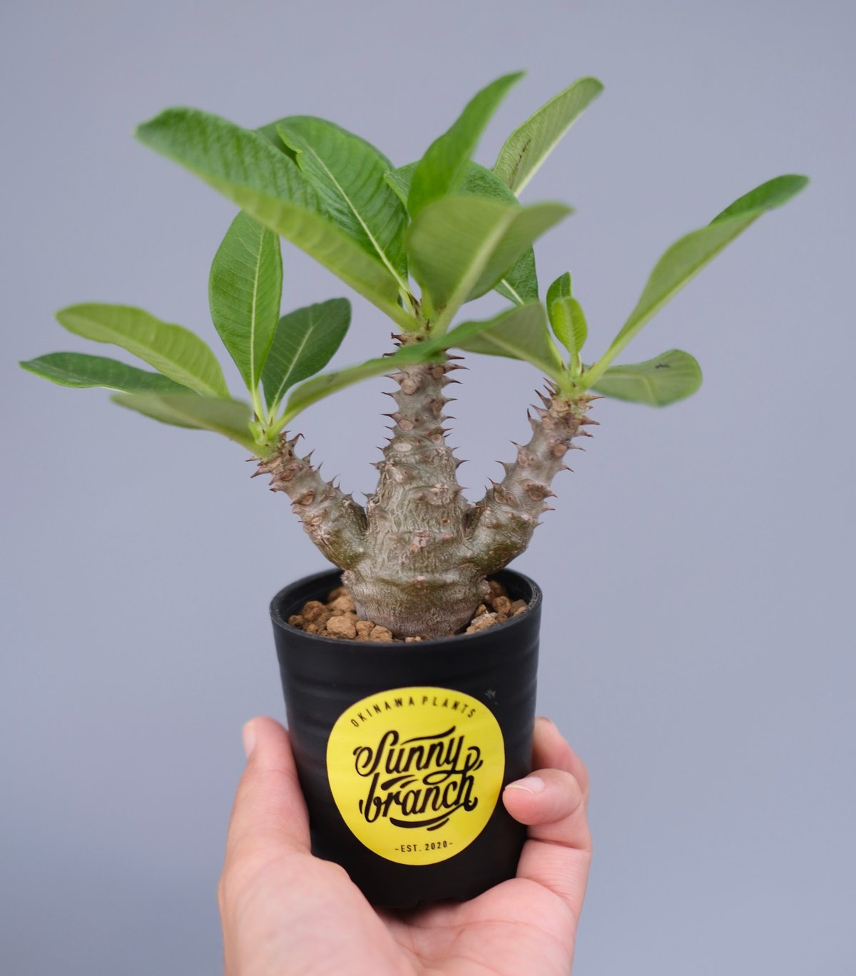 パキポディウム・ウインゾリー実生② Pachypodium Windsorii パキポディウム ウィンゾリー 実生株 066 Pachypodium windsorii