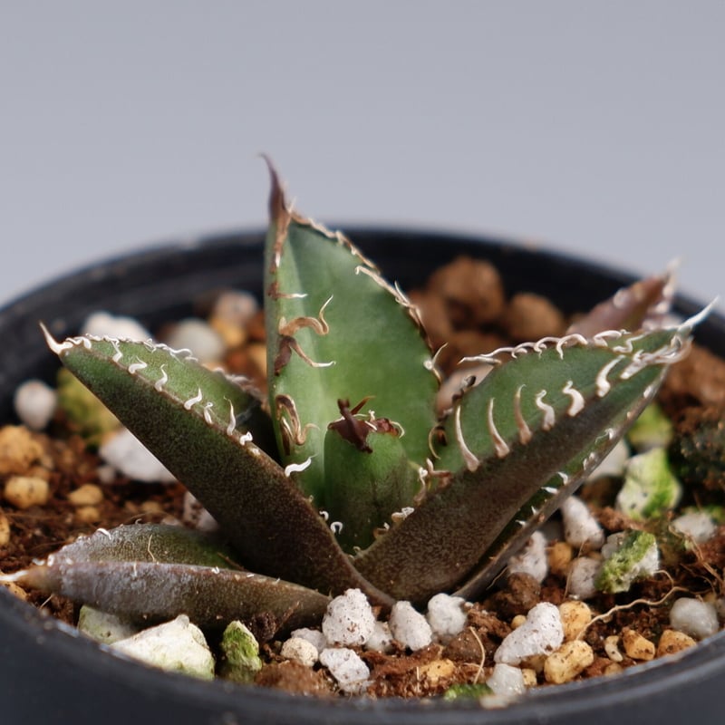 アガベ チタノタ シーザー アガベ チタノタ シーザー Agave titanota caesar 014 | Sunny