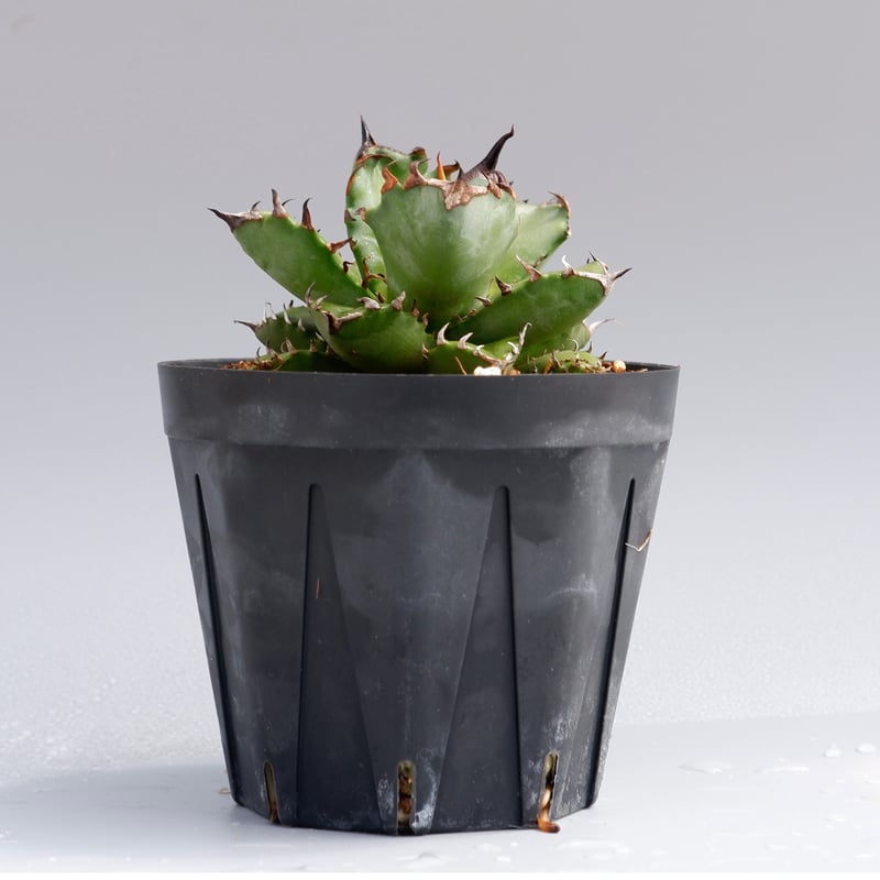 アガベ チタノタ 姫厳竜026 Agave titanota | Sunny Branch