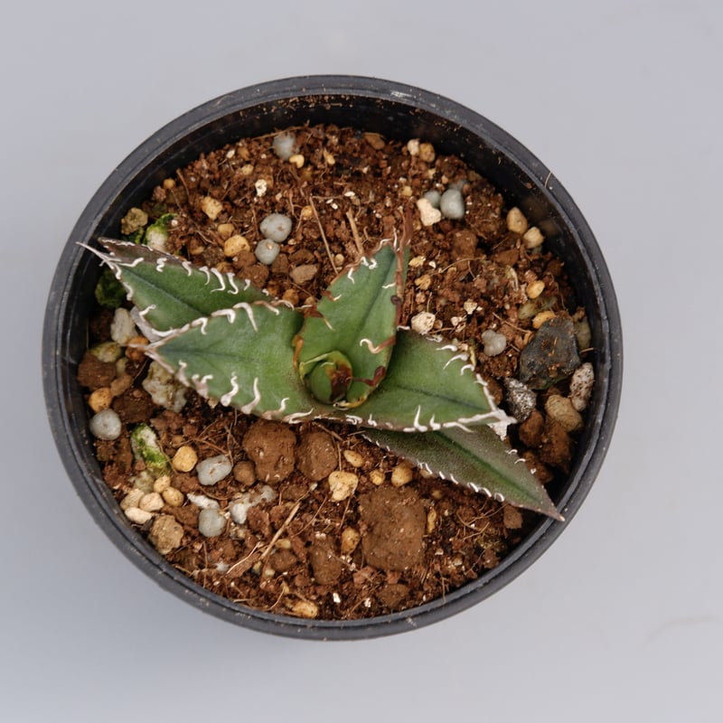 アガベ　チタノタ　シーザー アガベ チタノタ シーザー Agave titanota caesar 033 | Sunny