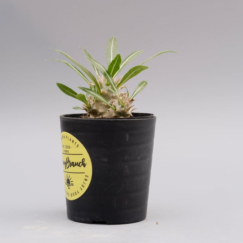 パキポディウム ロスラーツム 実生株 006 Pachypodium rosulatum パキポディウム ロスラーツム 実生株 006 Pachypodium rosulatum