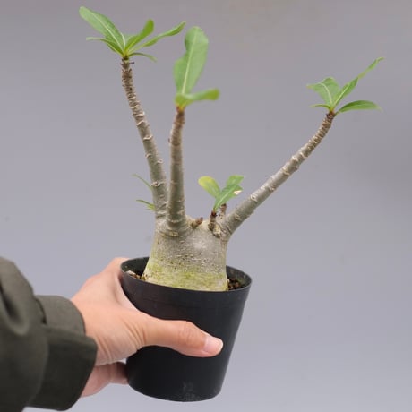 アデニウムアラビカム | STORES