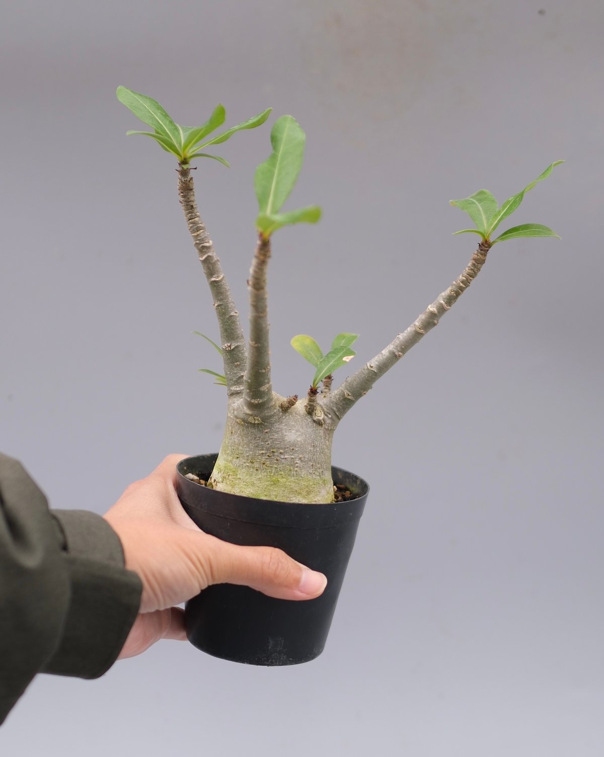 アデニウム　アラビカム　タイ産 1点物】アデニウム・アラビカム (アラビクム) | Adenium arabicum