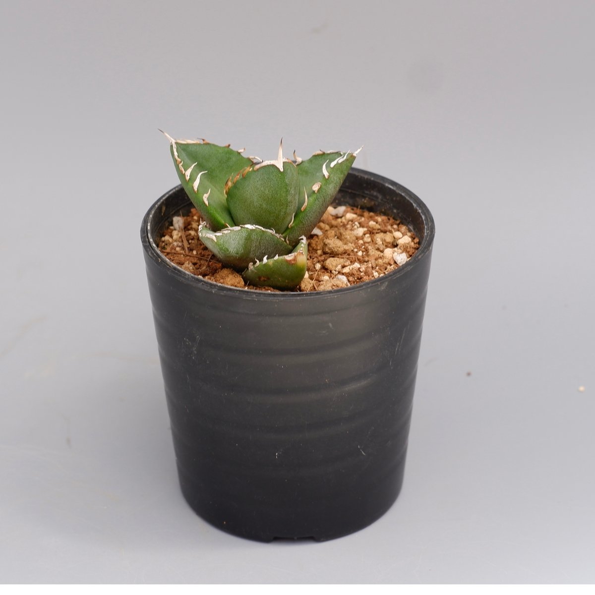 アガベ　オテロイ実生　子株 アガベ オテロイ 実生株 Agave oteroi seeding 096 | Sunny