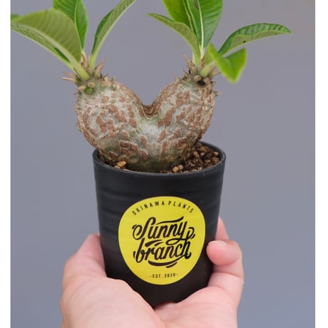 特選良型パキポディウム ウィンゾリー 国内実生 発根済 コレクション株グラキリス 特選超良型パキポディウム ウィンゾリー国内実生 発根済 コレクション