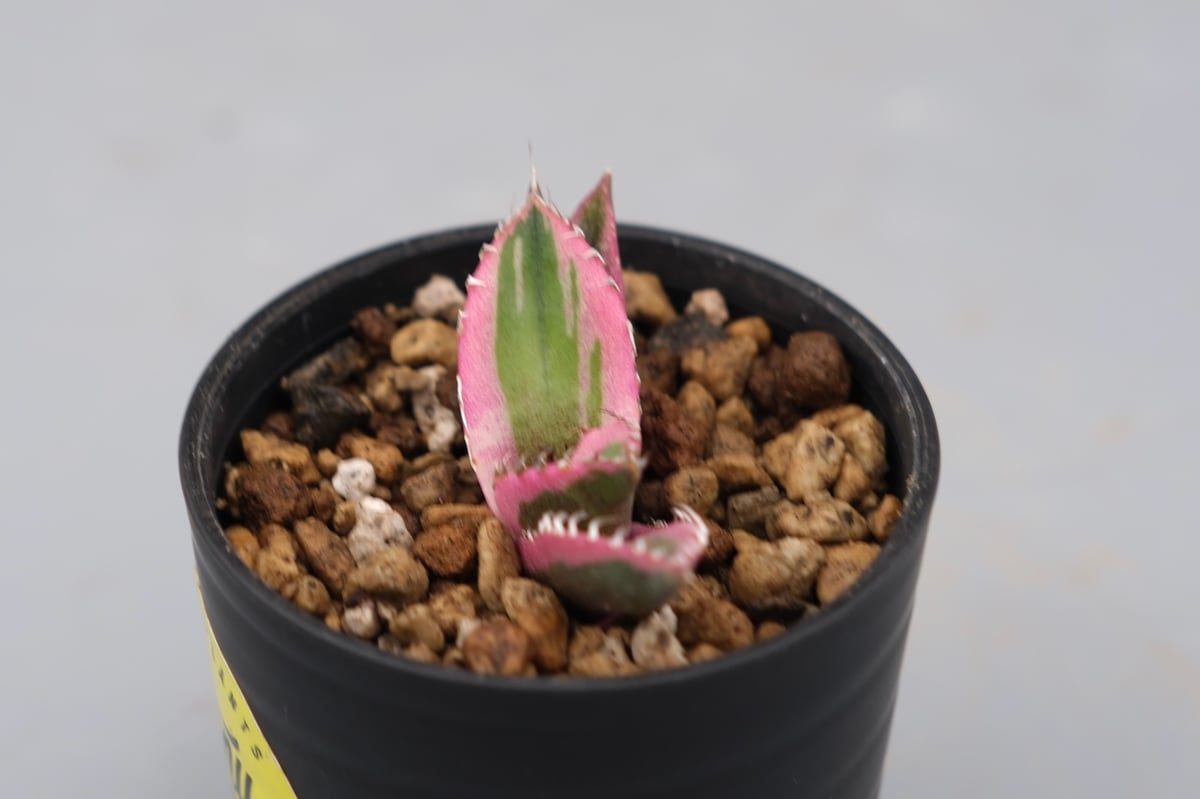 アガベ チタノタ スナグルトゥース Agave titanota Snaggle Tooth