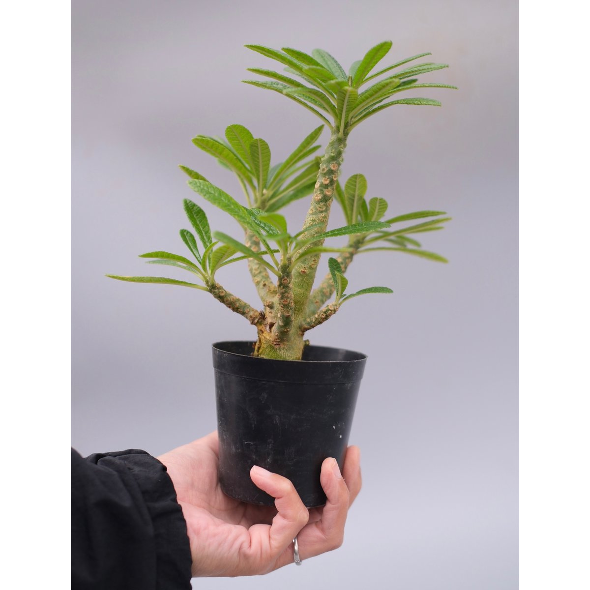 ドルステニア ギガス056 Dorstenia gigas | Sunny Branch