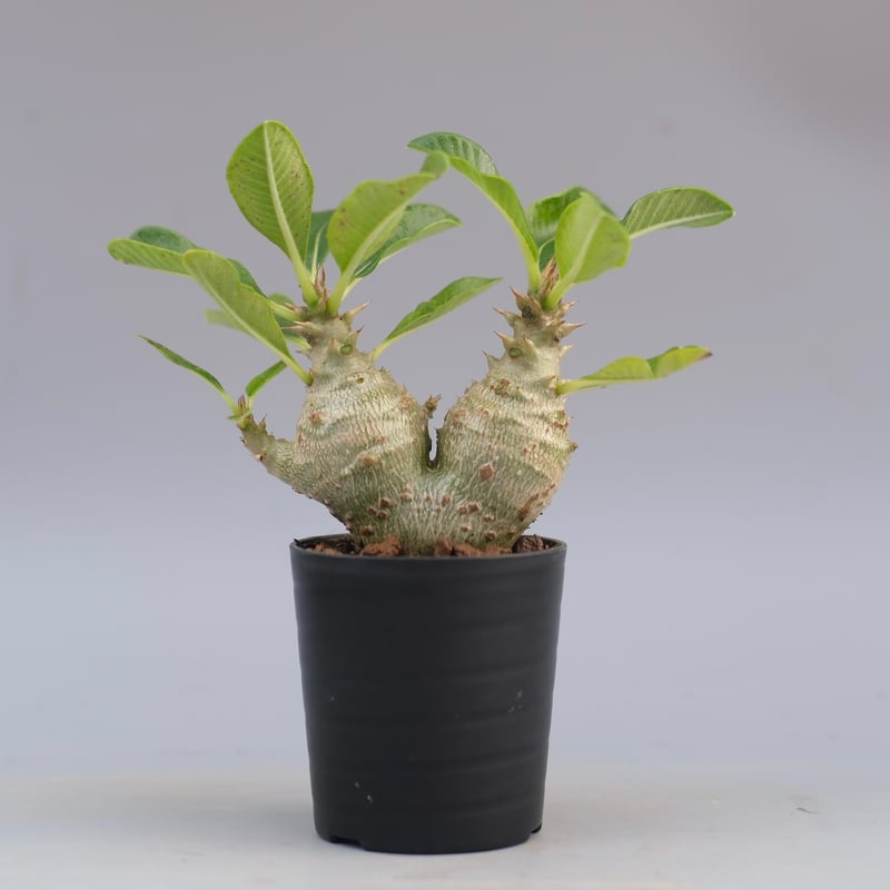 パキポディウム ウィンゾリー 実生株 090 Pachypodium windsorii |