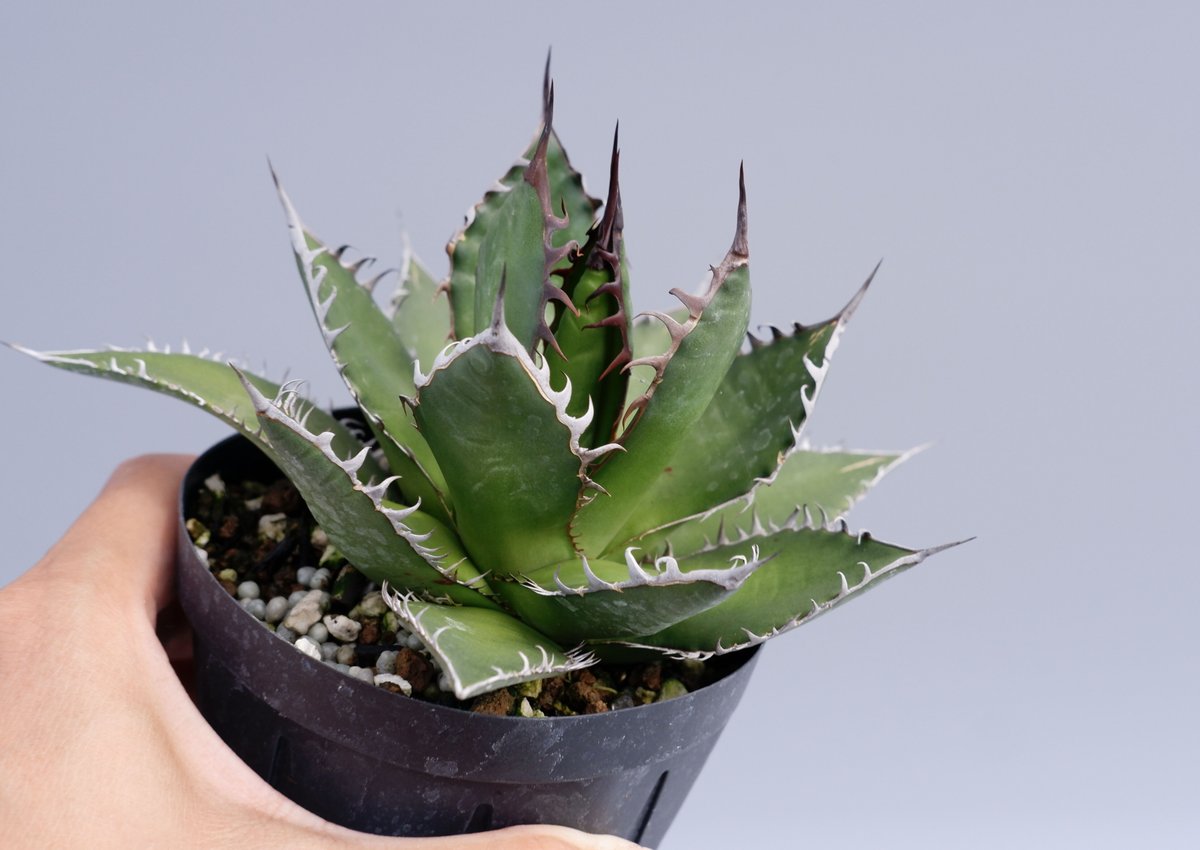 アガベ ホリダ 026 Agave horrida 強棘 | Sunny Branch