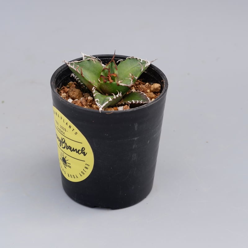 アガベ チタノタ シーザー Agave titanota caesar 096 | Sunny